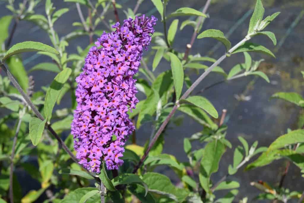 Buddleja davidii 'Border Beauty' <span class="hidden specialOffer"></span> 40-60 cm